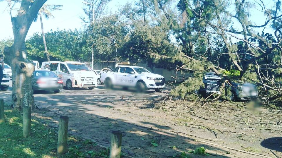 Fortunate escape from injury after a tree fell on a vehicle on Durban's ...