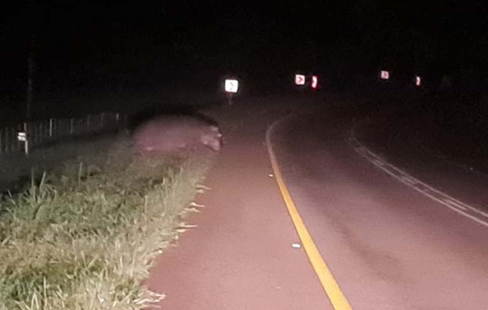 Road users warned of wandering Hippopotamus on the R71 Magoebaskloof
