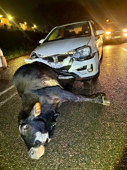 Vehicle Collides With Cow: Brindhaven - KZN