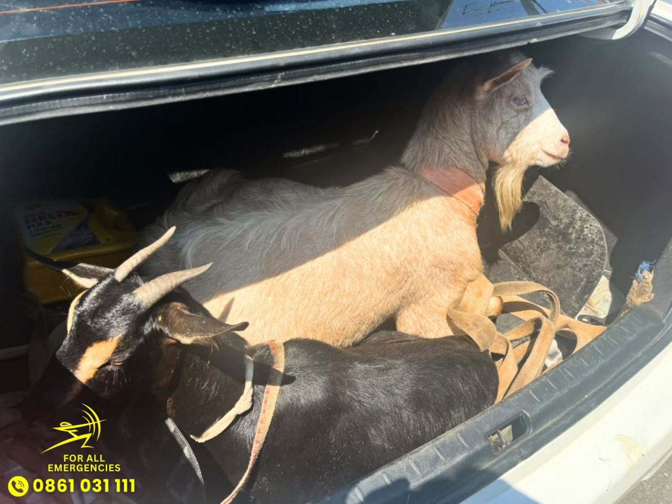 Thee suspected goat thieves arrested at Amazimtoti