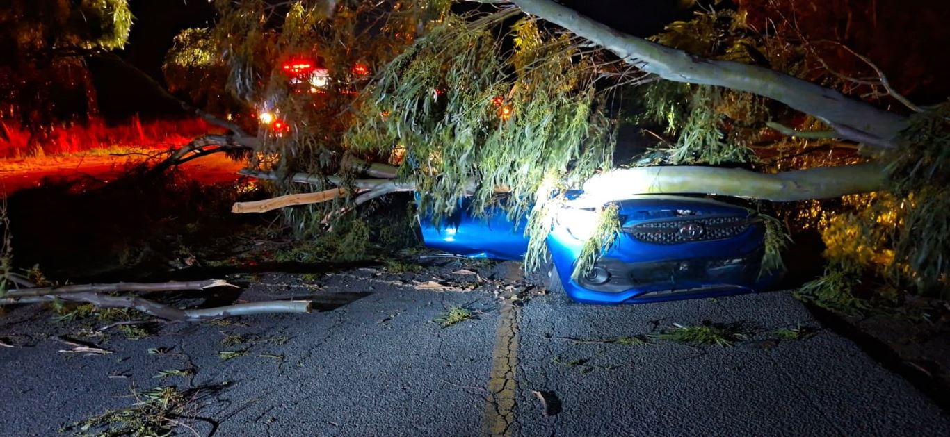 Tree Falls on Municipal Traffic Vehicle on R719 near Wesselsbron